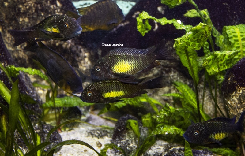 Tropheus moorii 'Kalambo Lodge'